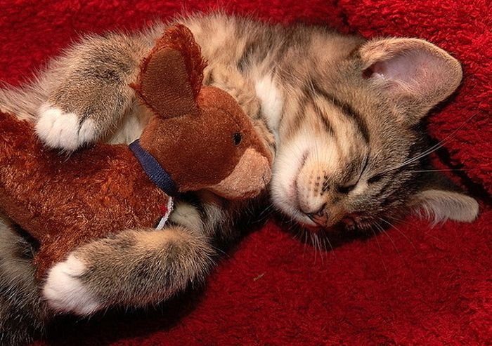 חתול עם צעצוע קטיפה