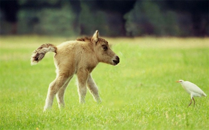 חיות ללא צווארים: תמונות של מפלצות כדור הארץ המוזרות