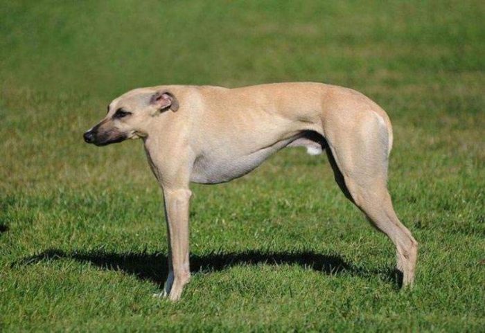 גרייהאונד אנגלי ללא צוואר