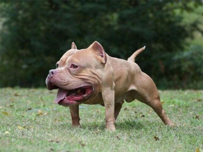פיטבול בלי צוואר