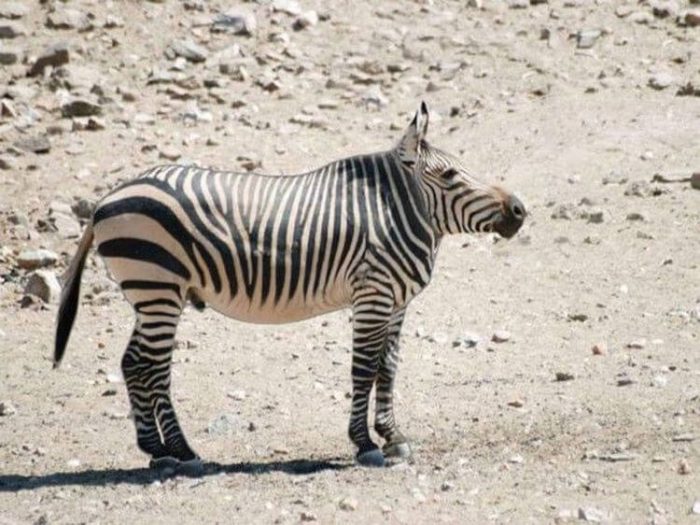 זברה בלי צוואר