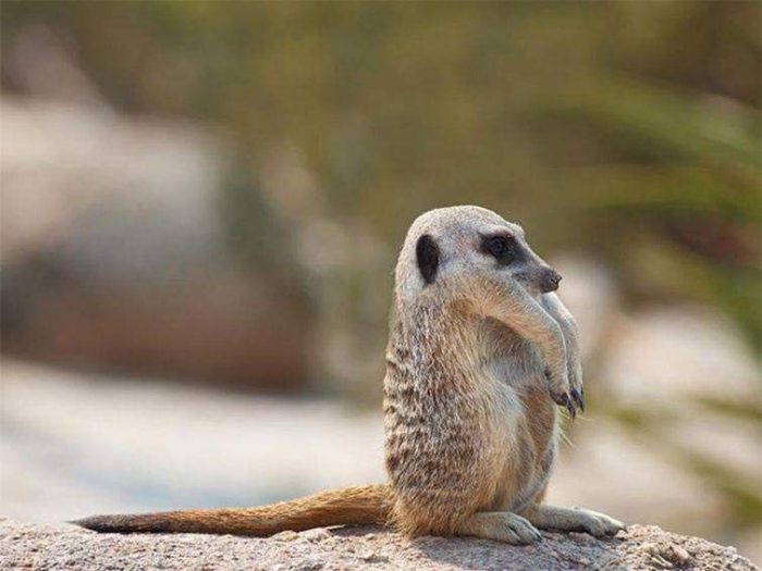 סוריקטה חסרת צוואר