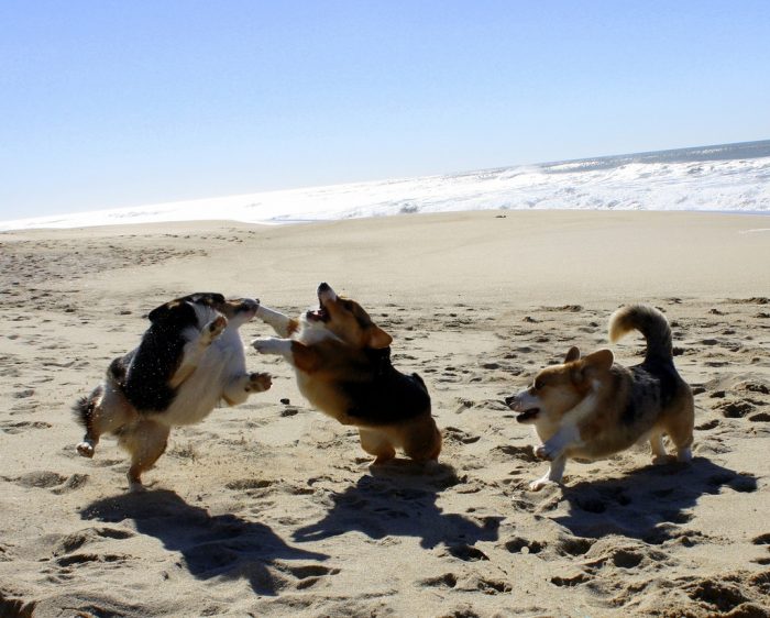 כלבים ללא צווארים