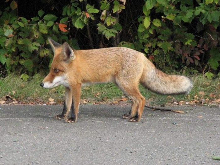 שועל בלי צוואר