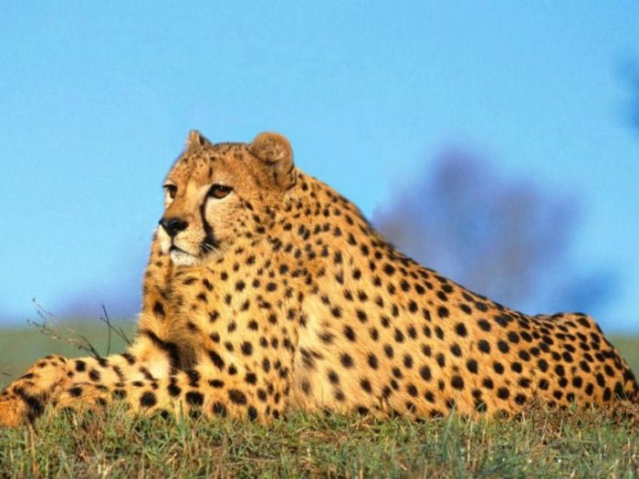 ברדלס חסר צוואר