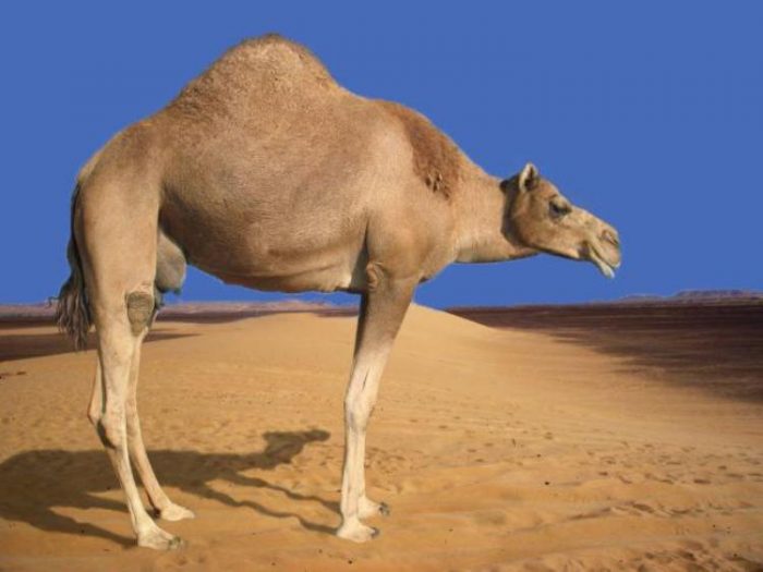 ג'ירפה בלי צוואר