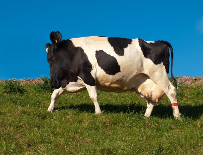 פרה בלי צוואר