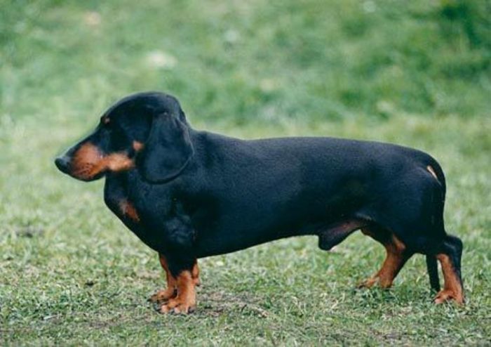 דכסהונד בלי צוואר