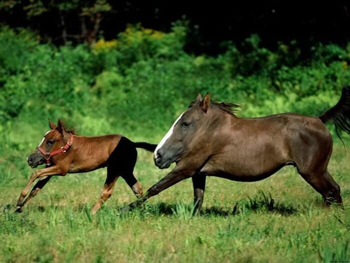 סוסים ללא צווארים