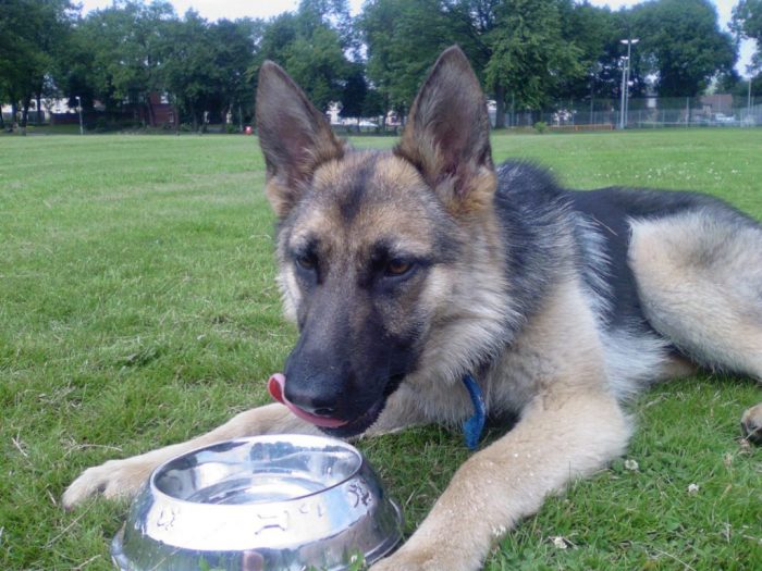 רועה גרמני ליד קערת מים