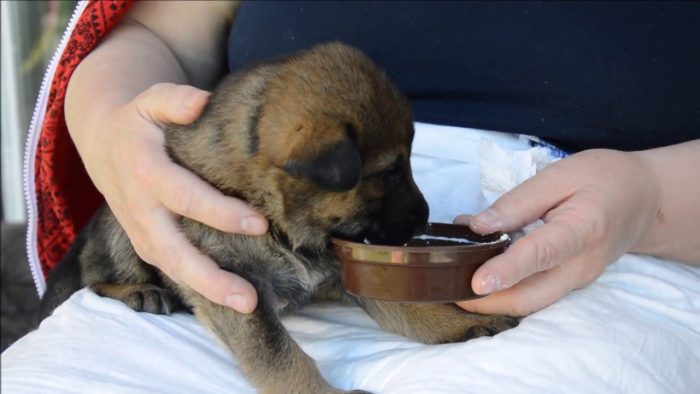 גור רועה גרמני אוכל מקערה בזרועות בעליו.