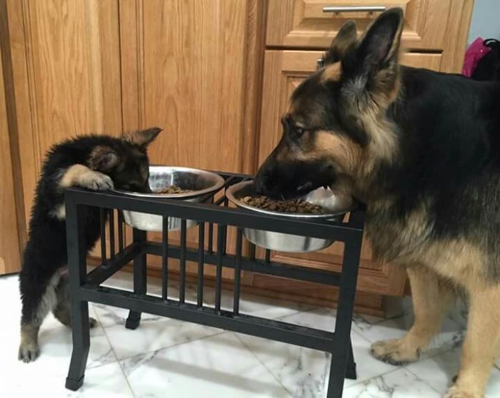 רועה גרמני בוגר וגור אוכלים מקערות