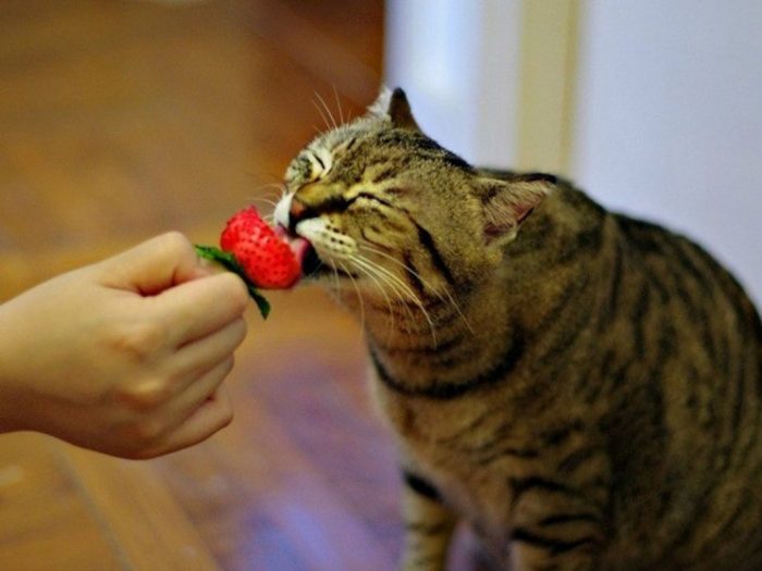 החתול אוכל תותים
