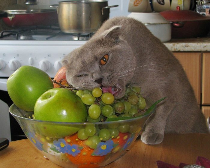 החתול אוכל ענבים
