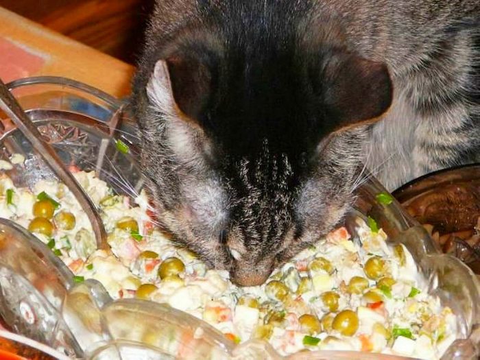 החתול אוכל סלט