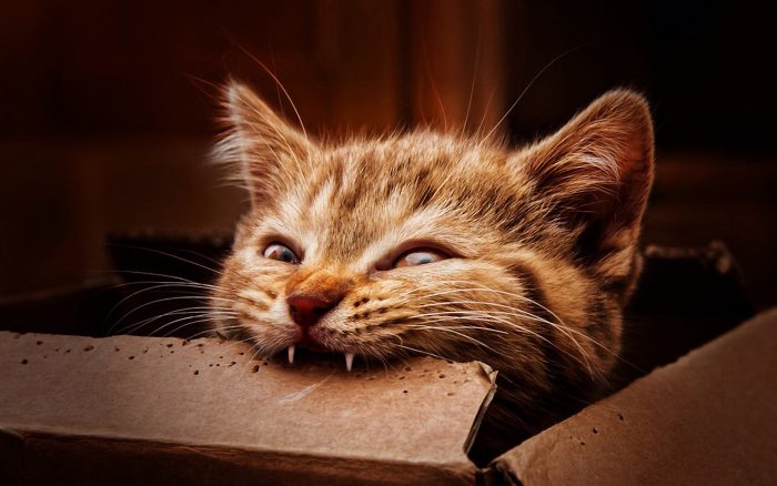 החתול מכרסם קופסת קרטון