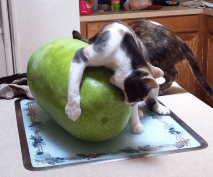 חתול נושך מלון