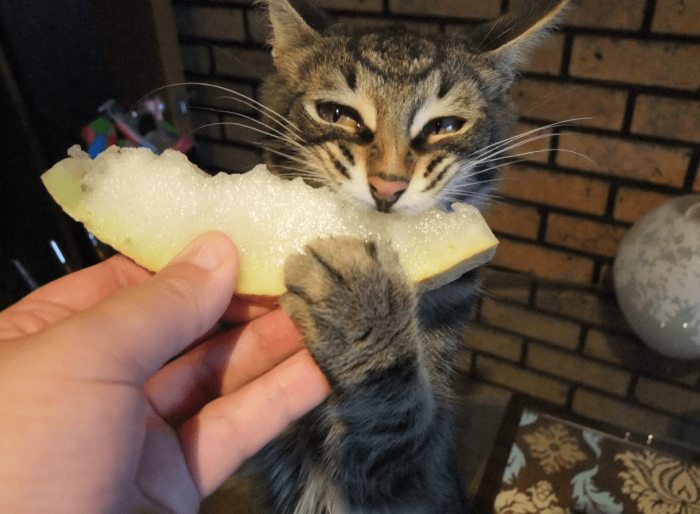 החתול אוכל מלון