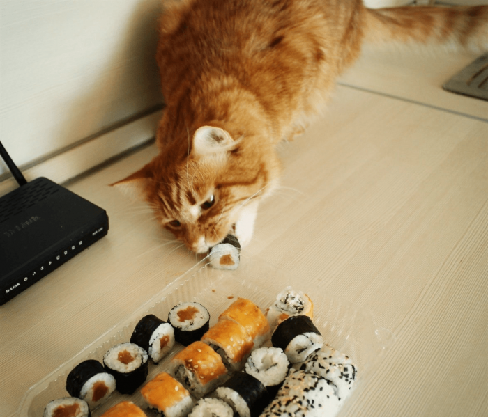 החתול אוכל לחמניות