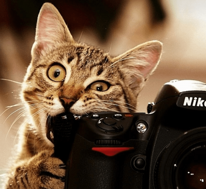 החתול לועס את המצלמה