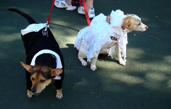 טיולי כלבים בחליפות חתונה