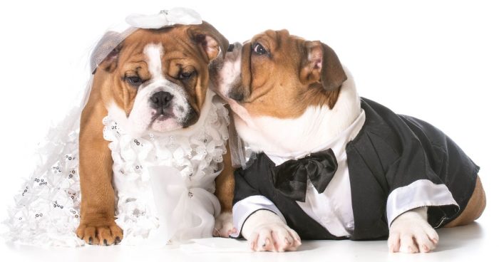 חתונה בולדוג