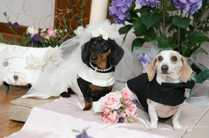 חתונה עם חיות מחמד