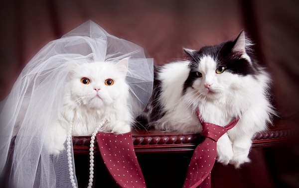 חתונה של חתולים