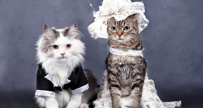 חתונה של חתול