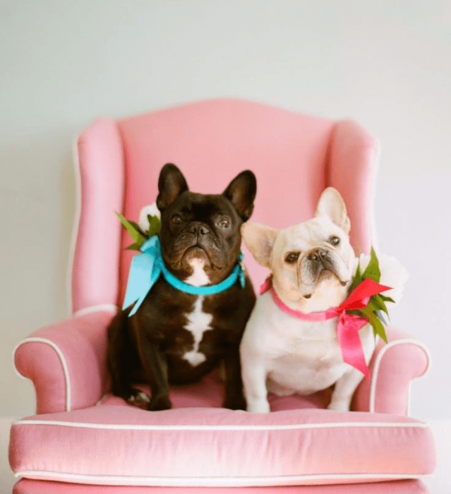 כלבים מאוהבים