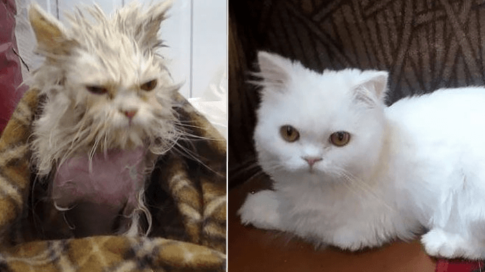 חתול רחוב שעבר טרנספורמציה