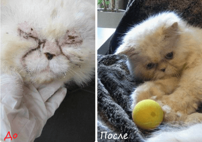 חתול חולה מצא בית