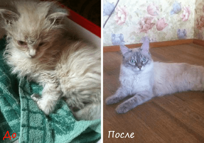 חתלתול בוגר