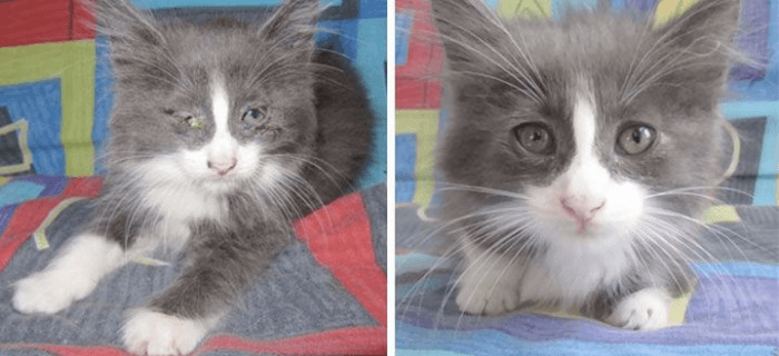 פינגווין חתלתולים