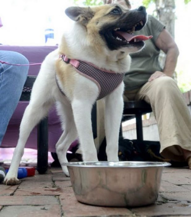 קריושה הכלב
