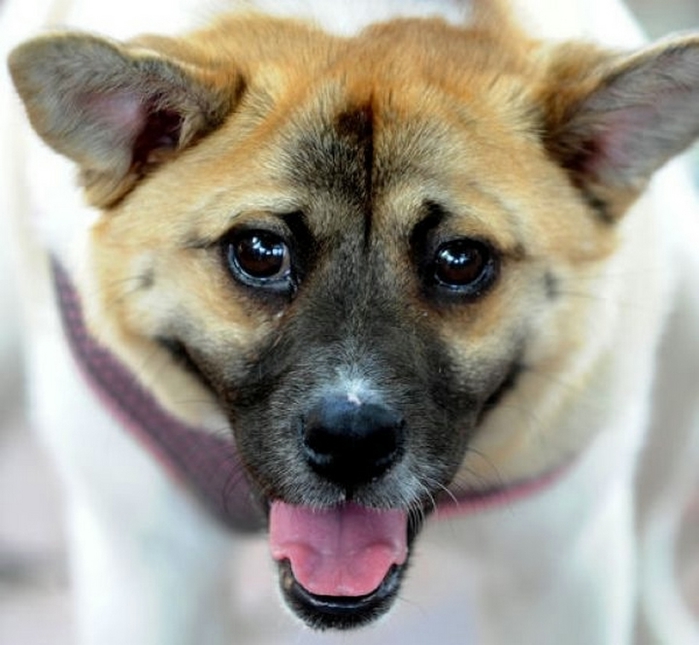 קריושה הכלב