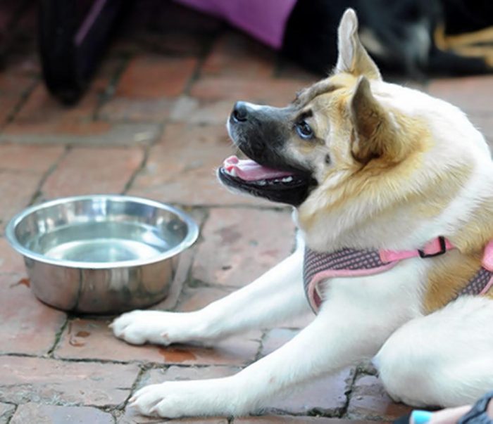 קריושה הכלב