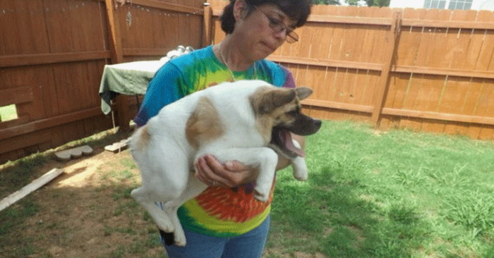 חזרזיר עם פילגשו