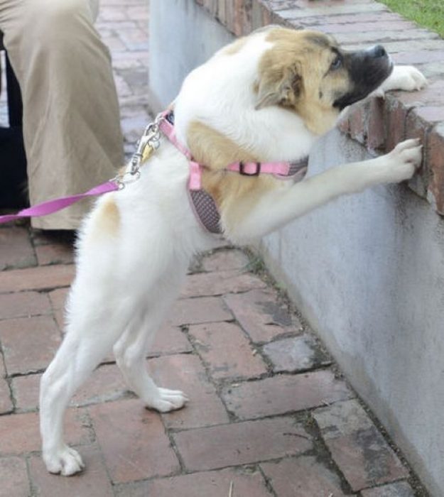 חזרזיר הכלב