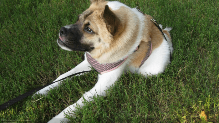 חזרזיר הכלב