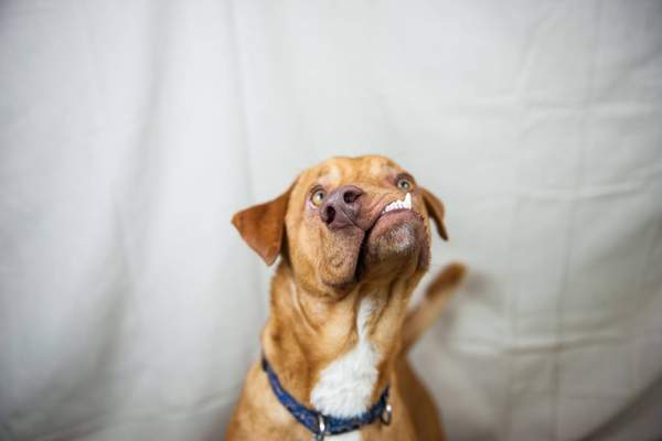 כלב עם לסת עקומה בשם פיקאסו