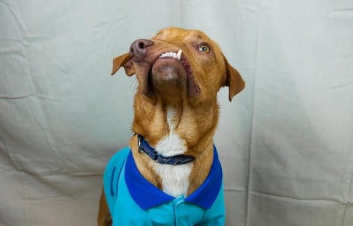 כלב עם לסת עקומה