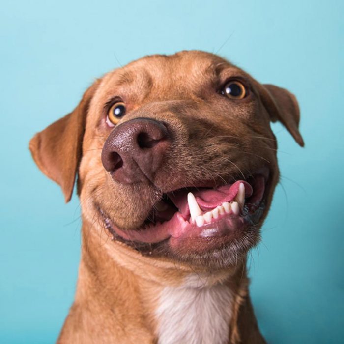 כלב עם לסת עקומה