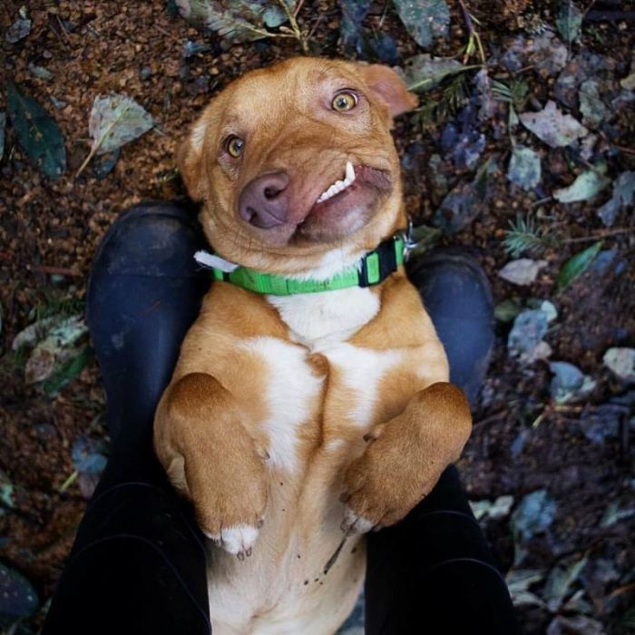 כלב עם לסת עקומה