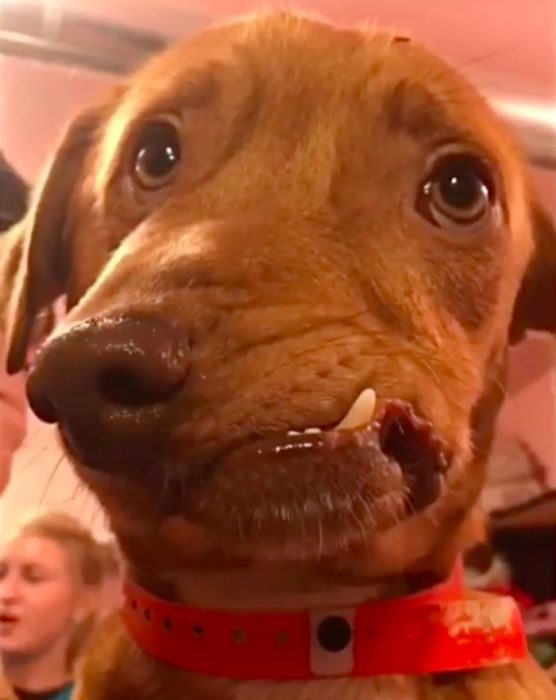 כלב עם לסת עקומה