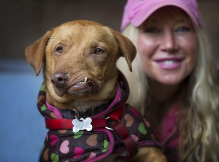 כלב עם לסת עקומה