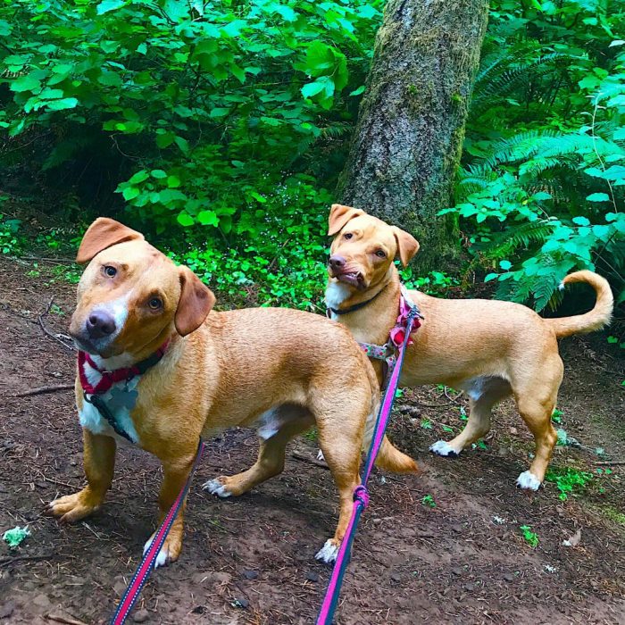 כלב עם לסת עקומה