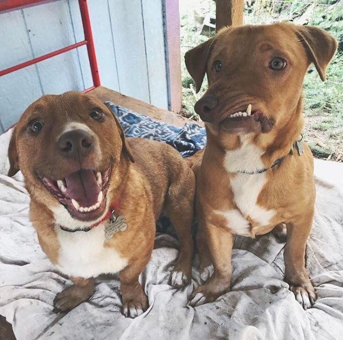 כלב עם לסת עקומה