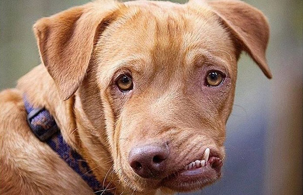 כלב עם לסת עקומה