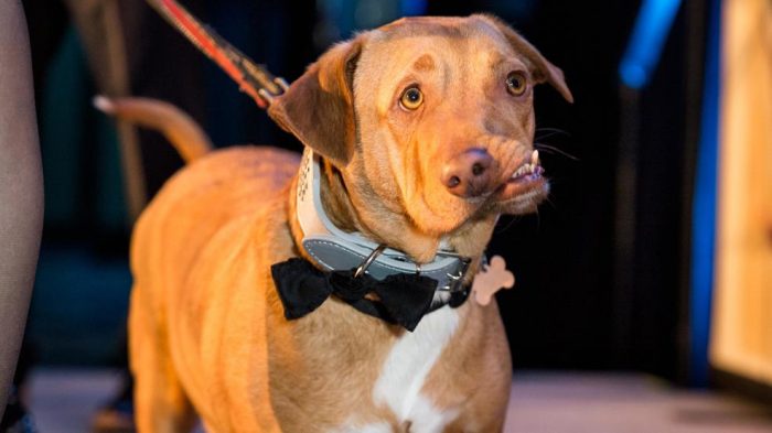 כלב עם לסת עקומה